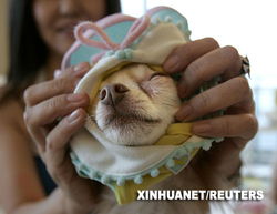 日本寵物商品及服務市場持續擴大 驅動因素與未來展望